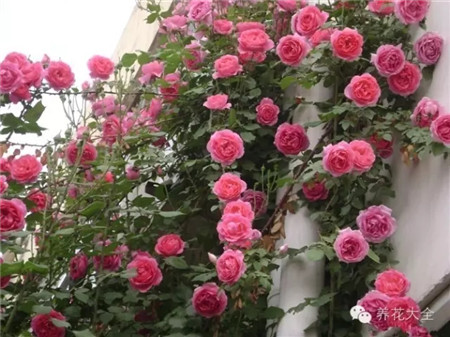 藤本月季 藤本月季