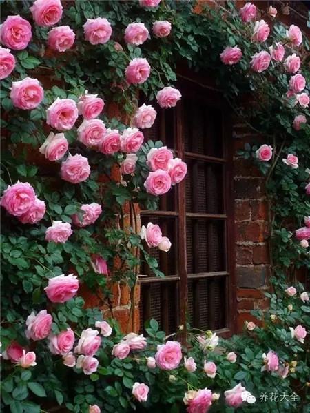 藤本月季花墙 藤本月季花墙