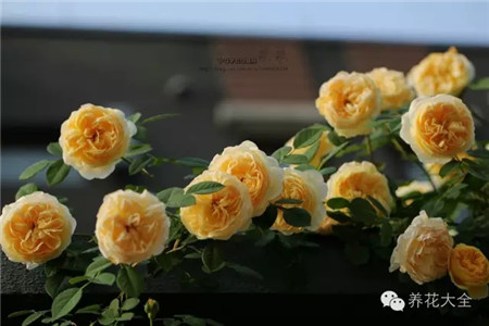 藤本月季图片 藤本月季图片