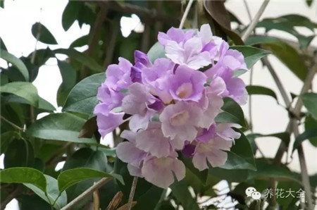 蒜香藤花墙 蒜香藤花墙