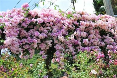 蒜香藤图片 蒜香藤图片