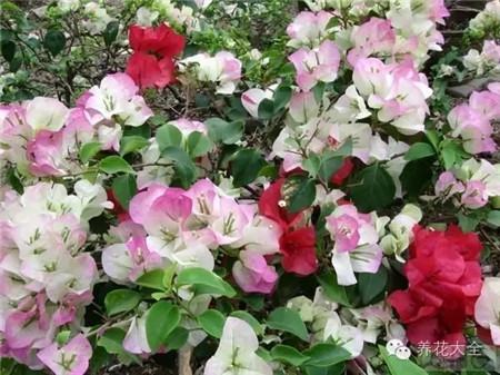 三角梅图片 三角梅图片