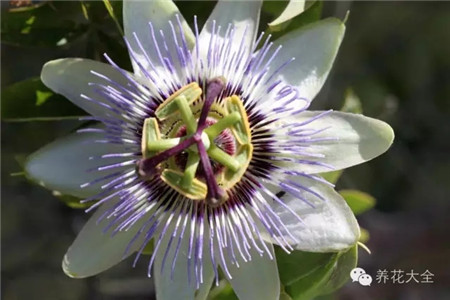 西番莲图片 西番莲图片