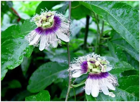 西番莲花墙 西番莲花墙