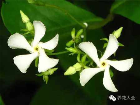 络石(风车茉莉) 络石(风车茉莉)