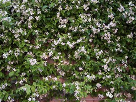 风车茉莉 风车茉莉