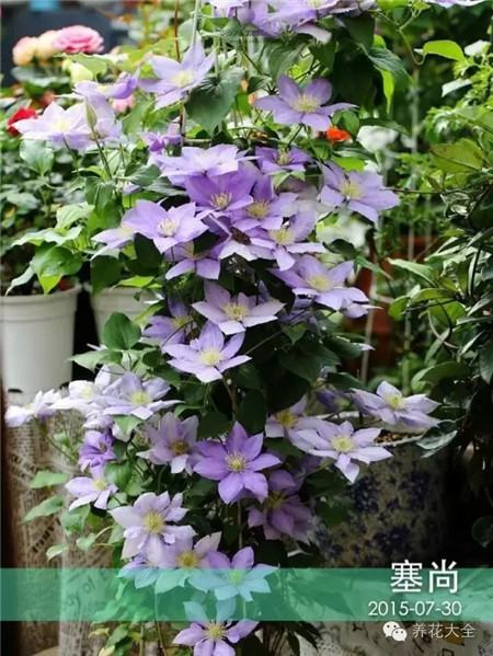 铁线莲图片 铁线莲图片