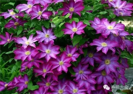 铁线莲花墙 铁线莲花墙