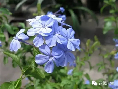 蓝雪花图片 蓝雪花图片