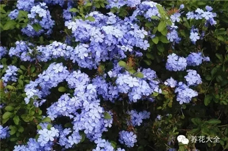 蓝雪花花墙 蓝雪花花墙