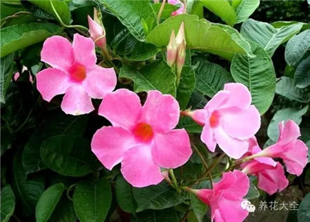 飘香藤图片 飘香藤图片