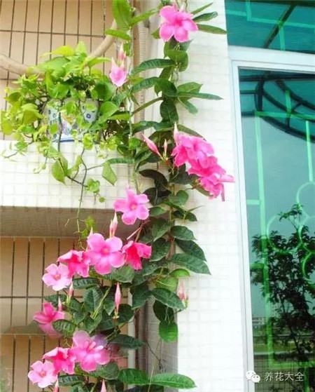 飘香藤花墙 飘香藤花墙