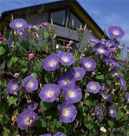 牵牛花(朝颜) 牵牛花(朝颜)