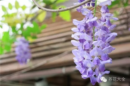 紫藤图片 紫藤图片