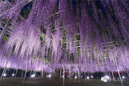 紫藤花墙 紫藤花墙