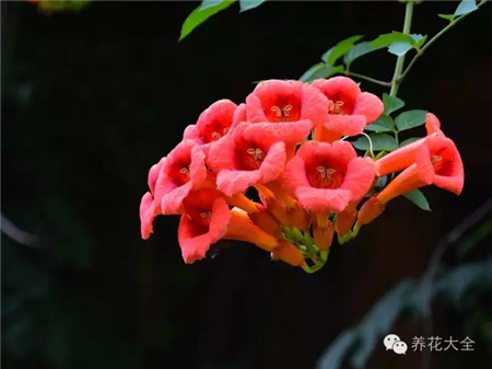 凌霄图片 凌霄图片