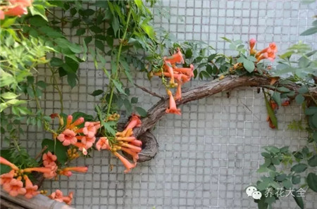 凌霄花墙 凌霄花墙