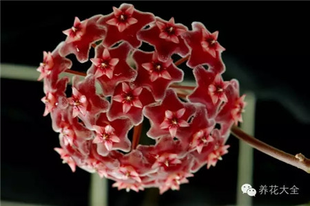 球兰图片 球兰图片