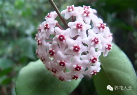 球兰花墙 球兰花墙