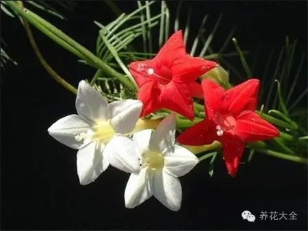 茑萝图片 茑萝图片