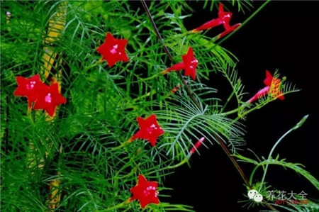 茑萝花墙 茑萝花墙