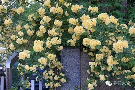 木香花 木香花
