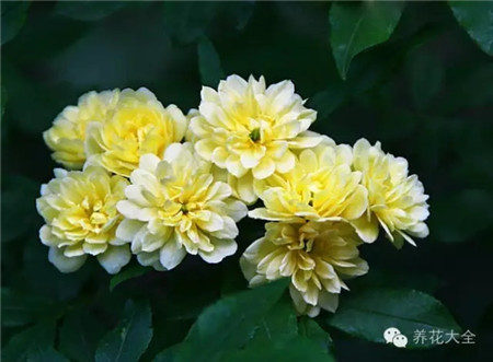 木香花图片 木香花图片