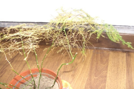 枝枯病 枝枯病