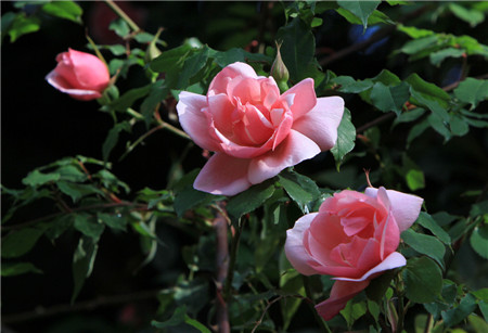 月季花的养殖方法