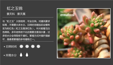虹之玉锦 虹之玉锦