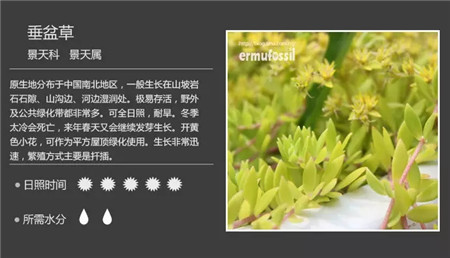 垂盆草 垂盆草