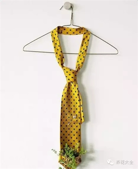 领带盆栽 领带盆栽