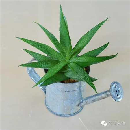 水壶盆栽 水壶盆栽