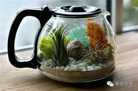 茶壶盆栽 茶壶盆栽