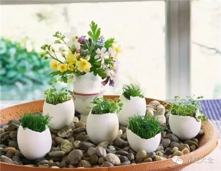 蛋壳盆栽 蛋壳盆栽