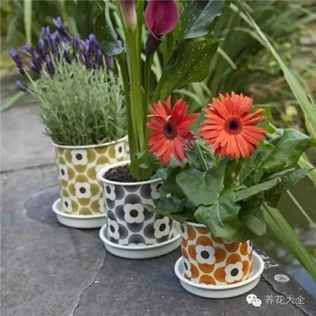 茶杯盆栽 茶杯盆栽