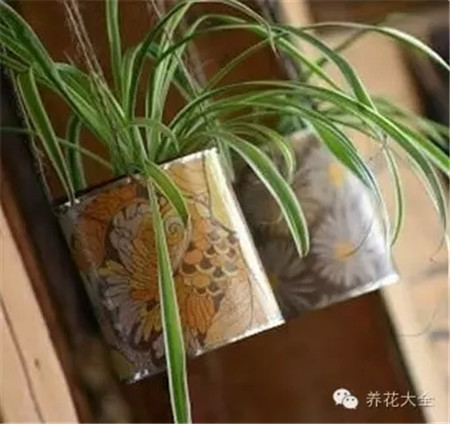 铁罐盆栽 铁罐盆栽