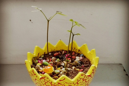 水果种子怎么做盆栽