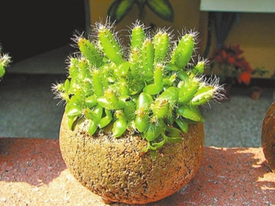 水果种子怎么做盆栽