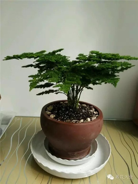 文竹修剪矮壮技巧都在这,再也不用担心它疯长啦