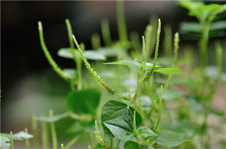 第一类：易长不定根的植物
