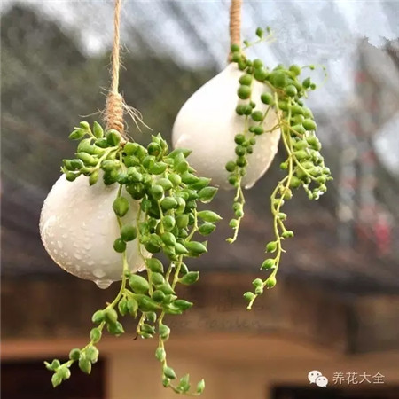 NO2 佛珠 NO2 佛珠