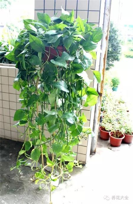 NO5 绿萝 NO5 绿萝