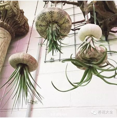 NO7 空气凤梨 NO7 空气凤梨