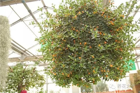 NO8 金鱼吊兰 NO8 金鱼吊兰