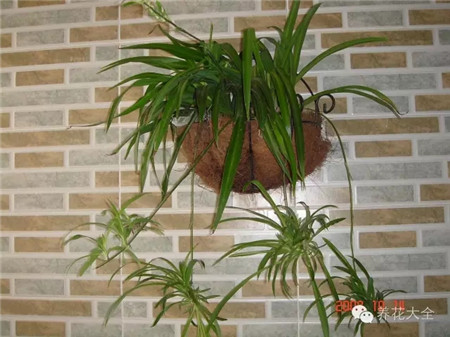 NO9 吊兰 NO9 吊兰