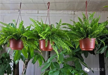 NO10 波斯顿蕨 NO10 波斯顿蕨