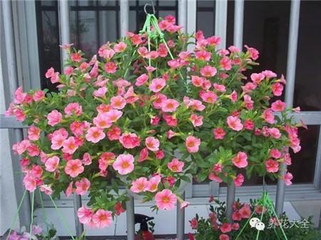 NO11 百万小玲 NO11 百万小玲