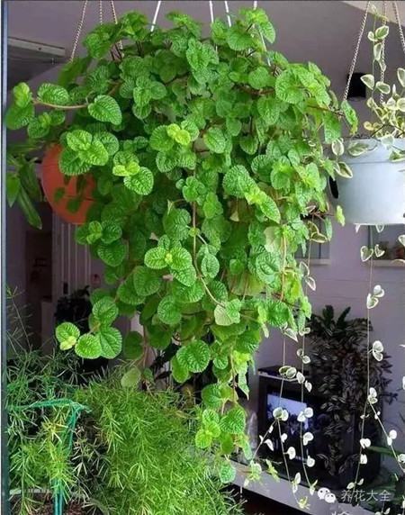 NO12 吸毒草 NO12 吸毒草