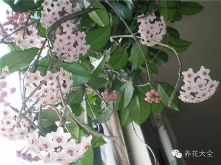 NO13 球兰 NO13 球兰